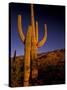 Landscape of Saguaro National Monument, Arizona, USA-Art Wolfe-Stretched Canvas