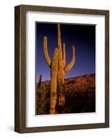 Landscape of Saguaro National Monument, Arizona, USA-Art Wolfe-Framed Photographic Print