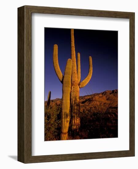 Landscape of Saguaro National Monument, Arizona, USA-Art Wolfe-Framed Photographic Print