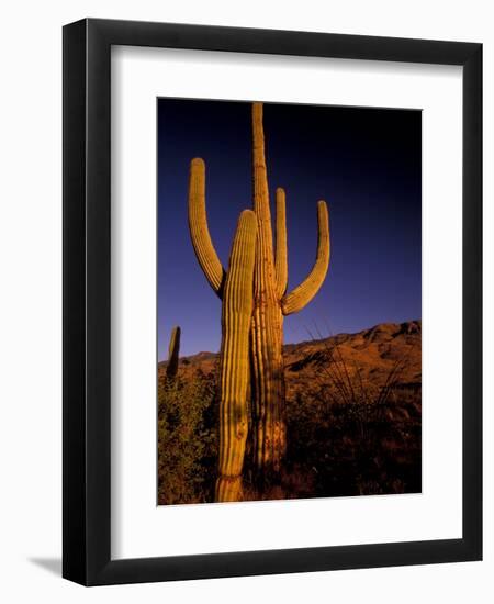 Landscape of Saguaro National Monument, Arizona, USA-Art Wolfe-Framed Photographic Print