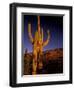 Landscape of Saguaro National Monument, Arizona, USA-Art Wolfe-Framed Photographic Print