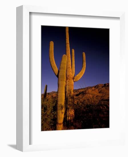 Landscape of Saguaro National Monument, Arizona, USA-Art Wolfe-Framed Photographic Print