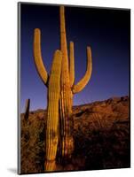 Landscape of Saguaro National Monument, Arizona, USA-Art Wolfe-Mounted Photographic Print
