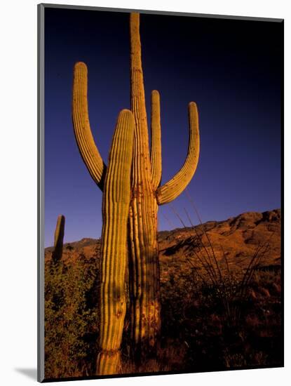 Landscape of Saguaro National Monument, Arizona, USA-Art Wolfe-Mounted Photographic Print