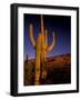 Landscape of Saguaro National Monument, Arizona, USA-Art Wolfe-Framed Photographic Print