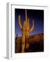 Landscape of Saguaro National Monument, Arizona, USA-Art Wolfe-Framed Photographic Print