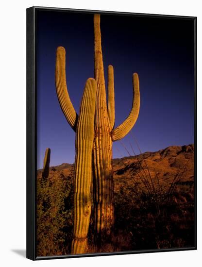 Landscape of Saguaro National Monument, Arizona, USA-Art Wolfe-Framed Photographic Print