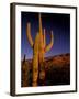 Landscape of Saguaro National Monument, Arizona, USA-Art Wolfe-Framed Photographic Print