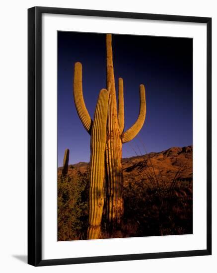 Landscape of Saguaro National Monument, Arizona, USA-Art Wolfe-Framed Photographic Print