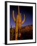 Landscape of Saguaro National Monument, Arizona, USA-Art Wolfe-Framed Photographic Print