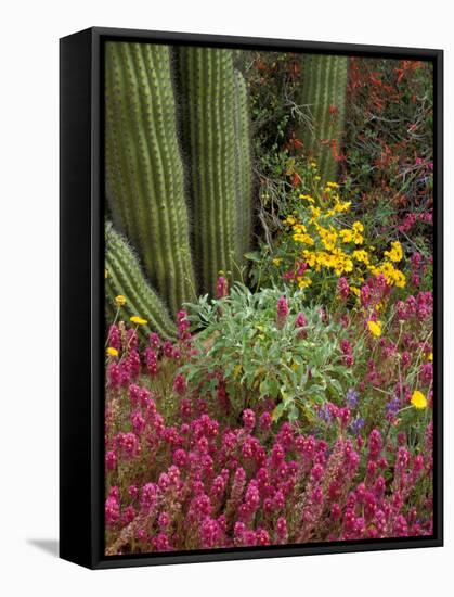 Landscape of Saguaro National Monument, Arizona, USA-Art Wolfe-Framed Stretched Canvas