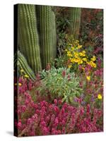 Landscape of Saguaro National Monument, Arizona, USA-Art Wolfe-Stretched Canvas