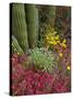 Landscape of Saguaro National Monument, Arizona, USA-Art Wolfe-Stretched Canvas