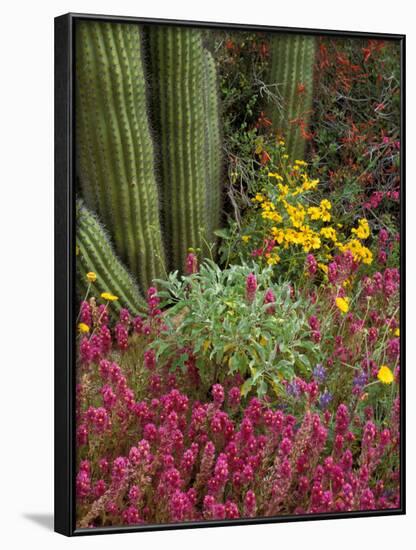 Landscape of Saguaro National Monument, Arizona, USA-Art Wolfe-Framed Photographic Print