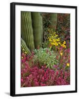 Landscape of Saguaro National Monument, Arizona, USA-Art Wolfe-Framed Photographic Print