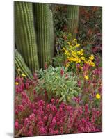 Landscape of Saguaro National Monument, Arizona, USA-Art Wolfe-Mounted Photographic Print