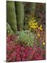 Landscape of Saguaro National Monument, Arizona, USA-Art Wolfe-Mounted Photographic Print