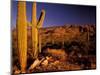 Landscape of Saguaro National Monument, Arizona, USA-Art Wolfe-Mounted Photographic Print