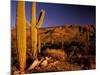 Landscape of Saguaro National Monument, Arizona, USA-Art Wolfe-Mounted Photographic Print