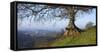 Landscape of tree over River Dart Devon-Charles Bowman-Framed Stretched Canvas