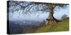 Landscape of tree over River Dart Devon-Charles Bowman-Stretched Canvas