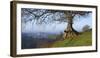 Landscape of tree over River Dart Devon-Charles Bowman-Framed Photographic Print