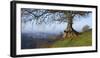 Landscape of tree over River Dart Devon-Charles Bowman-Framed Photographic Print