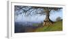 Landscape of tree over River Dart Devon-Charles Bowman-Framed Photographic Print