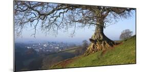 Landscape of tree over River Dart Devon-Charles Bowman-Mounted Photographic Print