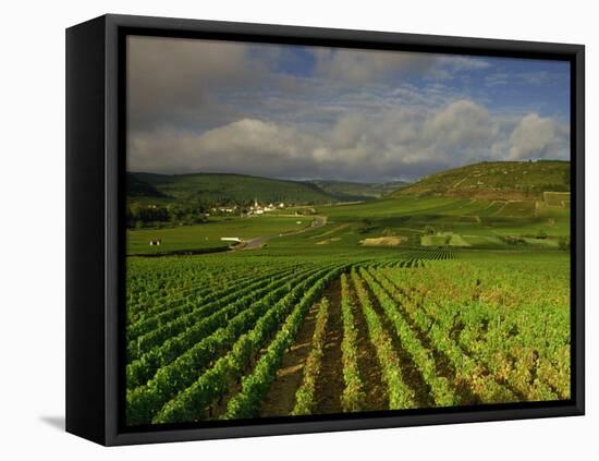 Landscape of Vineyards and Hills Near Beaune, Burgundy, France, Europe-Michael Busselle-Framed Stretched Canvas