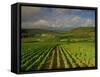 Landscape of Vineyards and Hills Near Beaune, Burgundy, France, Europe-Michael Busselle-Framed Stretched Canvas