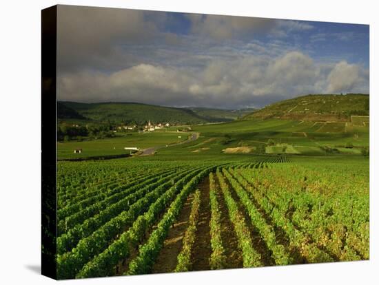 Landscape of Vineyards and Hills Near Beaune, Burgundy, France, Europe-Michael Busselle-Stretched Canvas