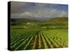 Landscape of Vineyards and Hills Near Beaune, Burgundy, France, Europe-Michael Busselle-Stretched Canvas