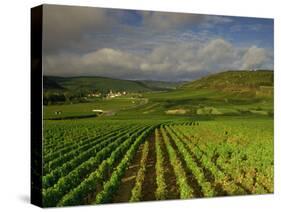 Landscape of Vineyards and Hills Near Beaune, Burgundy, France, Europe-Michael Busselle-Stretched Canvas