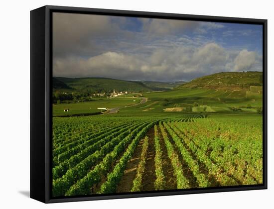 Landscape of Vineyards and Hills Near Beaune, Burgundy, France, Europe-Michael Busselle-Framed Stretched Canvas