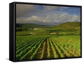 Landscape of Vineyards and Hills Near Beaune, Burgundy, France, Europe-Michael Busselle-Framed Stretched Canvas