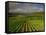 Landscape of Vineyards and Hills Near Beaune, Burgundy, France, Europe-Michael Busselle-Framed Stretched Canvas