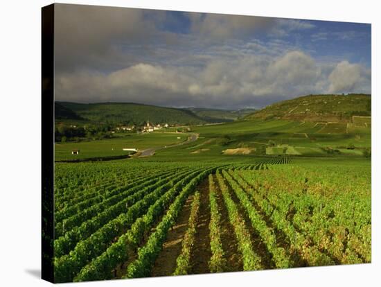 Landscape of Vineyards and Hills Near Beaune, Burgundy, France, Europe-Michael Busselle-Stretched Canvas