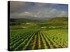 Landscape of Vineyards and Hills Near Beaune, Burgundy, France, Europe-Michael Busselle-Stretched Canvas