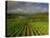 Landscape of Vineyards and Hills Near Beaune, Burgundy, France, Europe-Michael Busselle-Stretched Canvas