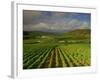 Landscape of Vineyards and Hills Near Beaune, Burgundy, France, Europe-Michael Busselle-Framed Photographic Print