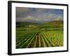 Landscape of Vineyards and Hills Near Beaune, Burgundy, France, Europe-Michael Busselle-Framed Photographic Print