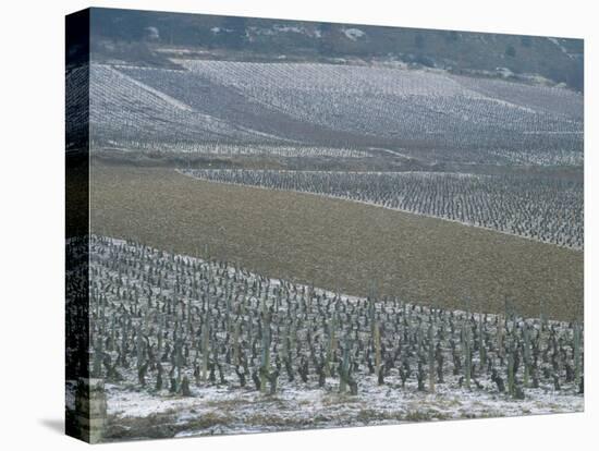 Landscape of Vineyards in Winter with Snow Near Pommard, in Burgundy, France, Europe-Michael Busselle-Stretched Canvas