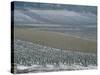 Landscape of Vineyards in Winter with Snow Near Pommard, in Burgundy, France, Europe-Michael Busselle-Stretched Canvas