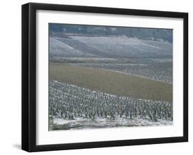 Landscape of Vineyards in Winter with Snow Near Pommard, in Burgundy, France, Europe-Michael Busselle-Framed Photographic Print