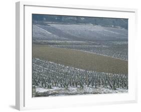 Landscape of Vineyards in Winter with Snow Near Pommard, in Burgundy, France, Europe-Michael Busselle-Framed Photographic Print