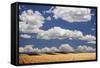 Landscape of Wheat Fields in Western Part of State, Colorado, USA-Jaynes Gallery-Framed Stretched Canvas