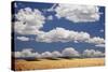 Landscape of Wheat Fields in Western Part of State, Colorado, USA-Jaynes Gallery-Stretched Canvas