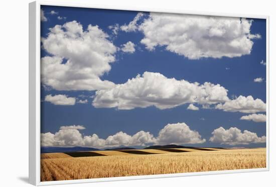 Landscape of Wheat Fields in Western Part of State, Colorado, USA-Jaynes Gallery-Framed Photographic Print