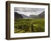 Landscape of Winery-Benjamin Rondel-Framed Photographic Print